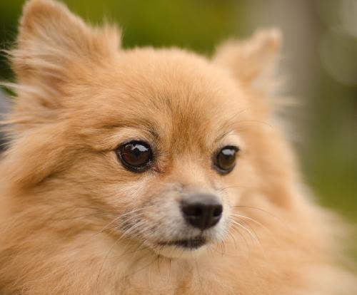 Kody the Pomeranian