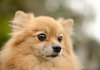 Kody the Pomeranian