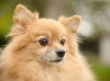 Kody the Pomeranian