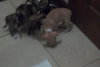 Dixie the Chihuahua Puppy