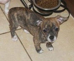 Dixie the Chihuahua Puppy