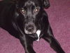 Oreo the Sweet Lab