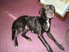 Oreo the Sweet Lab
