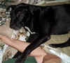 Oreo the Sweet Lab
