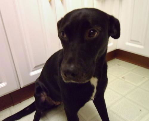 Oreo the Sweet Lab