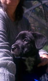 Indigo the Black Lab Puppy