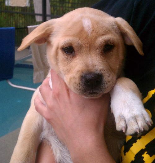 Ivory the Bull-Lab Puppy