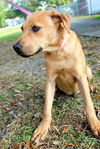 Neo the Shy Lab Puppy