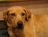 Neo the Shy Lab Puppy