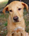 Nell the Petite Lab Puppy