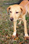 Nell the Petite Lab Puppy