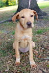 Nell the Petite Lab Puppy