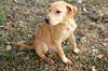 Nell the Petite Lab Puppy