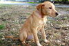 Nell the Petite Lab Puppy
