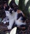 Sadie the Disney Kitten