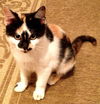 Sadie the Disney Kitten