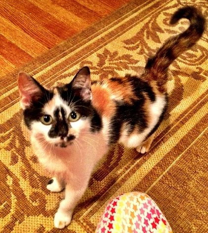 Sadie the Disney Kitten