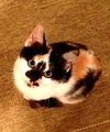 Sadie the Disney Kitten