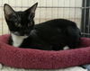 Tuxie the Mommy Cat