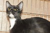 Tuxie the Mommy Cat
