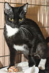 Tuxie the Mommy Cat