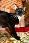 Tuxie the Mommy Cat