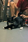 Tuxie the Mommy Cat