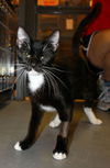 Tuxie the Mommy Cat
