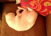 Oliver the Magnificant Flamepoint Siamese