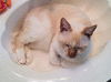 Oliver the Magnificant Flamepoint Siamese