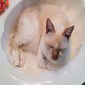 Oliver the Magnificant Flamepoint Siamese