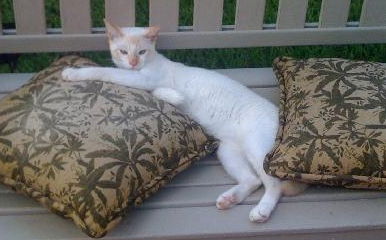 Oliver the Magnificant Flamepoint Siamese