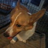 Kingston the Purebreed Corgi