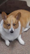 Kingston the Purebreed Corgi