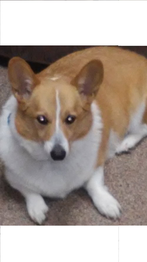 Kingston the Purebreed Corgi