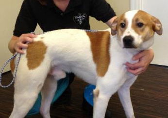 Beethoven the Big Jack/Hound