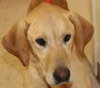 Lima Bean the Labrador