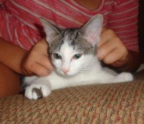 Wilfred the Kitten