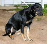 Azeezy the Sweetheart Hound