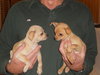 Linton the Chihuahua Puppy