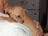 Linton the Chihuahua Puppy
