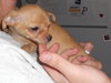 Linton the Chihuahua Puppy