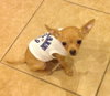 Linton the Chihuahua Puppy