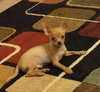 Linton the Chihuahua Puppy