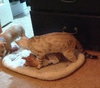 Linton the Chihuahua Puppy