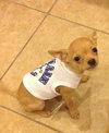 Linton the Chihuahua Puppy