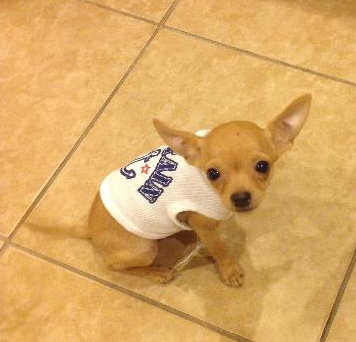 Linton the Chihuahua Puppy