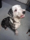 Pippa the Old English Sheep Dog