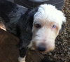 Pippa the Old English Sheep Dog