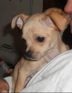 Hindley the Chihuahua Puppy